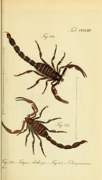 Die Arachniden (Plate CCCLXIV) (8569415824)