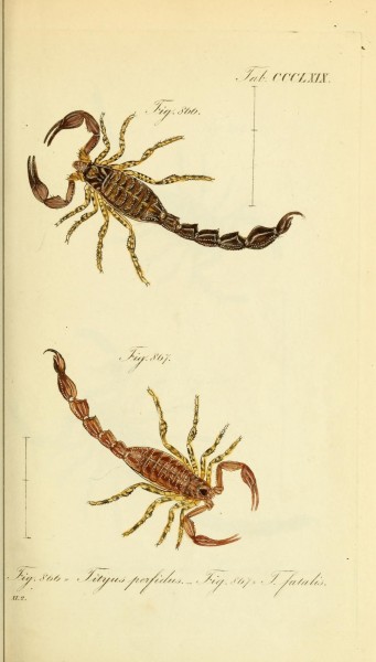 Die Arachniden (Plate CCCLXIX) (8568320415)