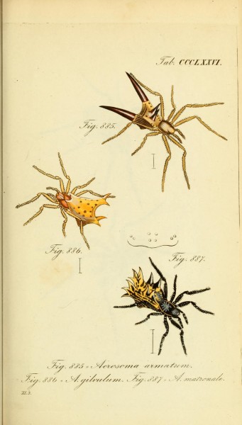 Die Arachniden (Plate CCCLXXVI) (8569421224)