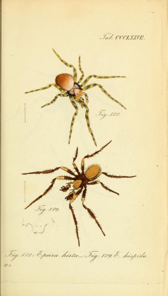 Die Arachniden (Plate CCCLXXVII) (8569421664)