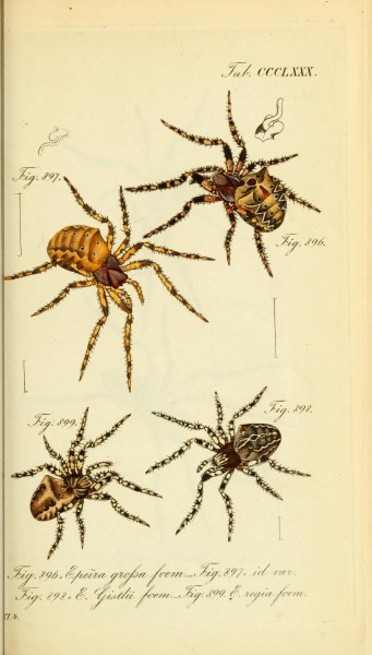 Die Arachniden (Plate CCCLXXX) (8568325299)