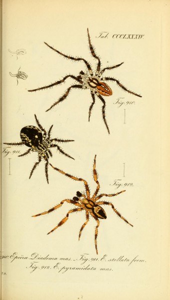 Die Arachniden (Plate CCCLXXXIV) (8569424648)