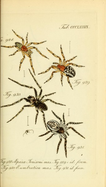 Die Arachniden (Plate CCCLXXXIX) (8569427188)