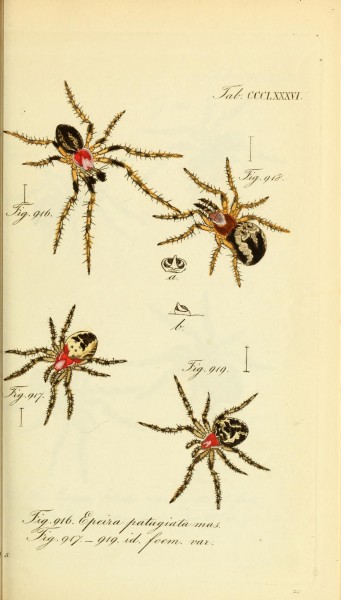 Die Arachniden (Plate CCCLXXXVI) (8569425686)