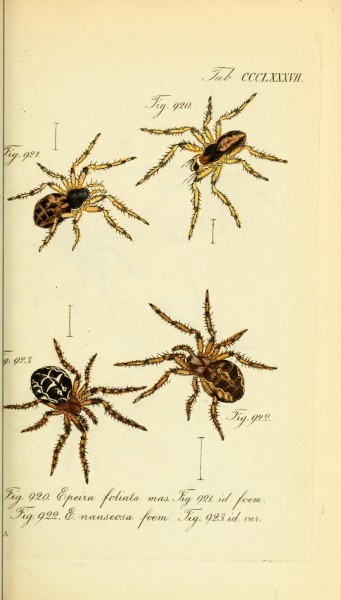 Die Arachniden (Plate CCCLXXXVII) (8569426252)