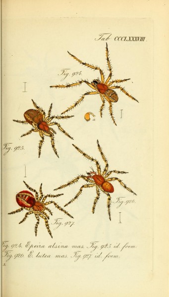 Die Arachniden (Plate CCCLXXXVIII) (8569426744)