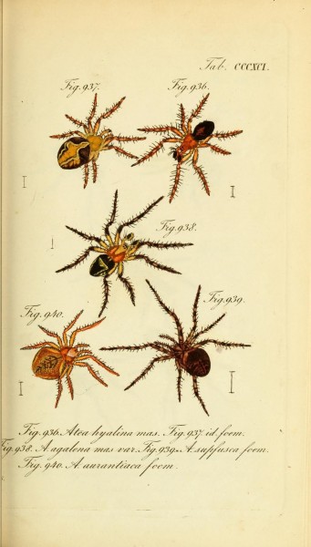 Die Arachniden (Plate CCCXCI) (8569428014)