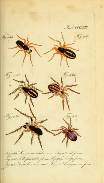Die Arachniden (Plate CCCXCIII) (8569429254)