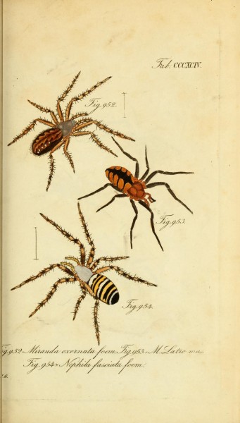 Die Arachniden (Plate CCCXCIV) (8569429662)