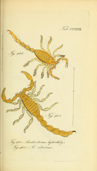 Die Arachniden (Plate CCCXCIX) (8569432532)