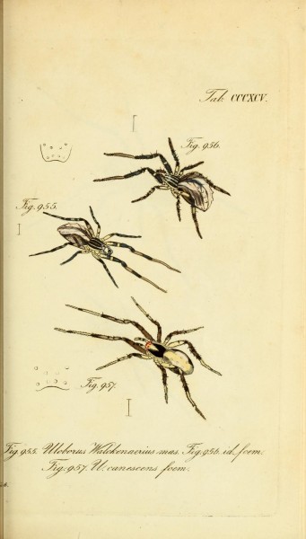 Die Arachniden (Plate CCCXCV) (8569430246)