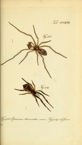 Die Arachniden (Plate CCCXCVI) (8568332921)
