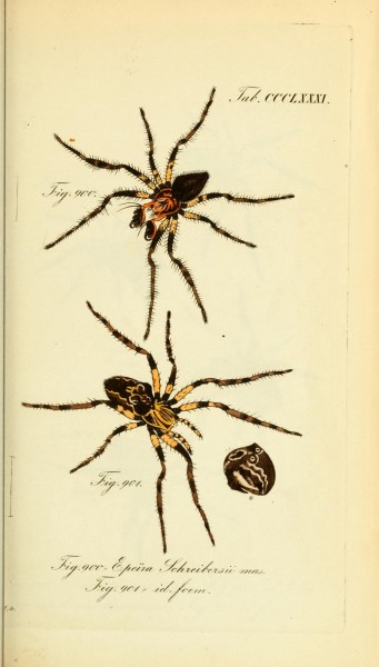 Die Arachniden (Plate CCLXXXI) (8569423334)