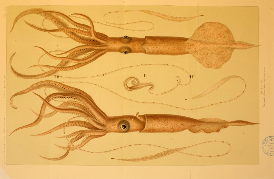 Die Cephalopoden (6286441242)