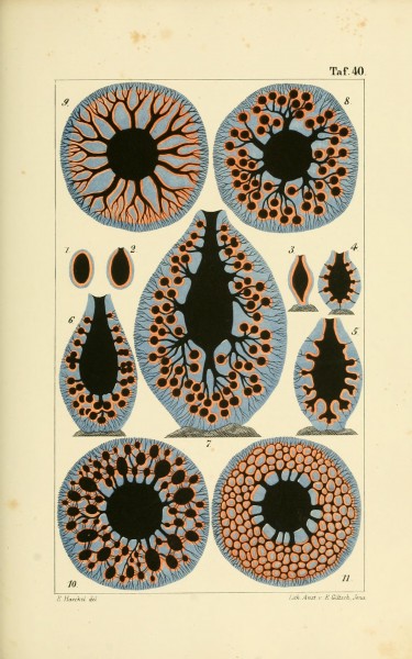 Die Kalkschwämme (Plate 40) (8387332026)