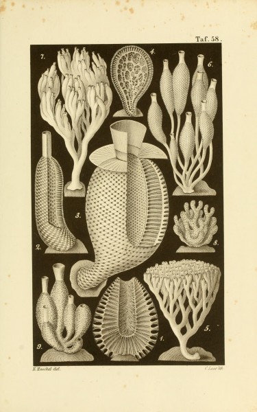 Die Kalkschwämme (Plate 58) (8387342272)