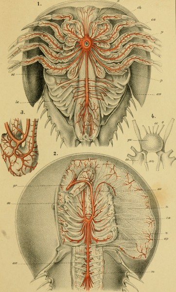 Die Klassen und Ordnungen der Arthropoden - wissenschaftlich dargestellt in Wort und Bild (1866) (20741265870)