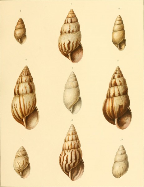 Die Molluskenausbeute der Erlangerschen Reise in Nordost-Afrika - ein Beitrag zur Molluskengeographie von Afrika (1909) (20310203144)