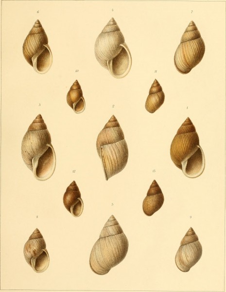 Die Molluskenausbeute der Erlangerschen Reise in Nordost-Afrika - ein Beitrag zur Molluskengeographie von Afrika (1909) (20906535566)