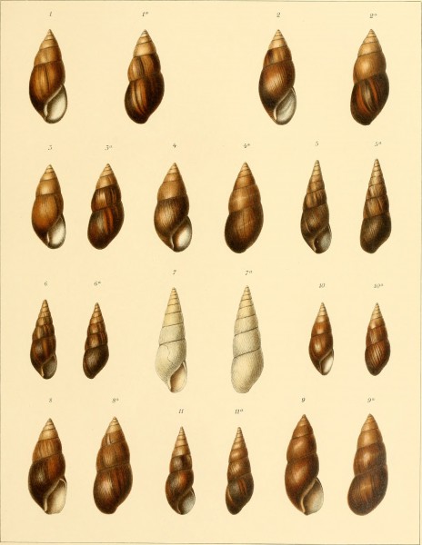 Die Molluskenausbeute der Erlangerschen Reise in Nordost-Afrika - ein Beitrag zur Molluskengeographie von Afrika (1909) (20923061832)