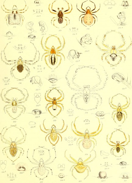 Die Spinnen Amerikas (1880) (20323123284)