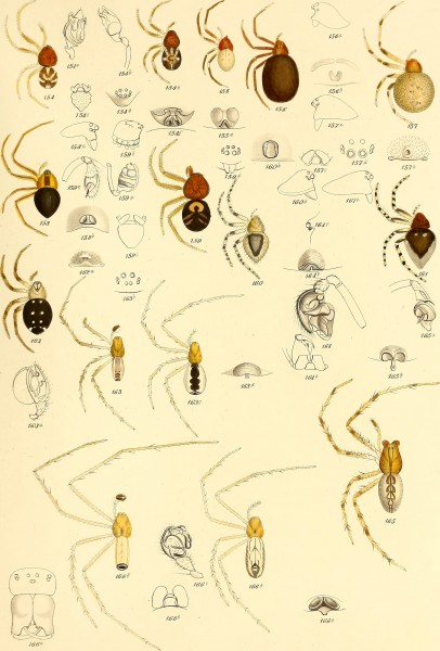 Die Spinnen Amerikas (1880) (20324870523)