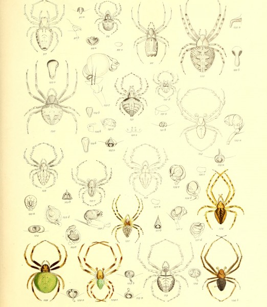 Die Spinnen Amerikas (1880) (20757634590)