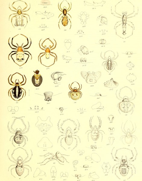 Die Spinnen Amerikas (1880) (20919451626)