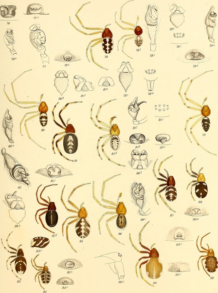 Die Spinnen Amerikas (1880) (20919656776)