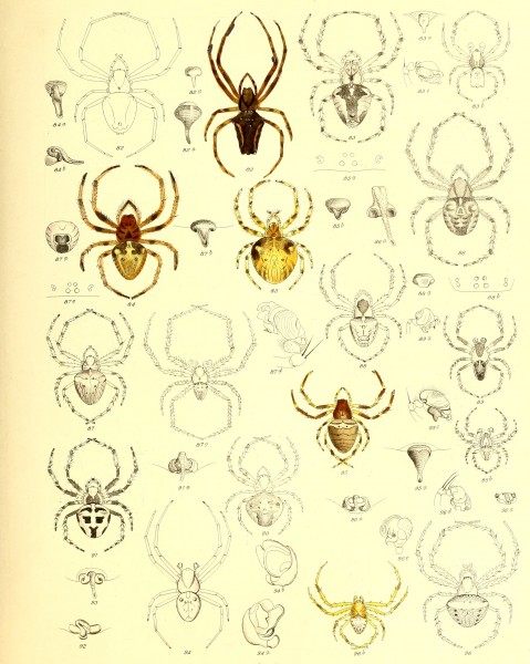 Die Spinnen Amerikas (1880) (20953094381)