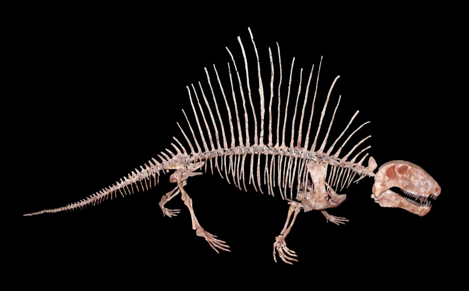 Dimetrodon incisivum 01