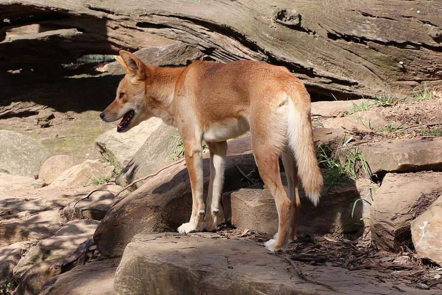 Dingo, Featherdale Wildlife Park