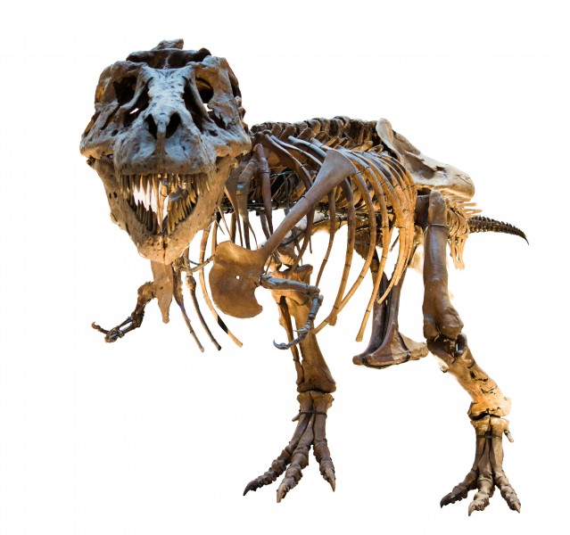 Dinosaur skeleton (8139906747) white background