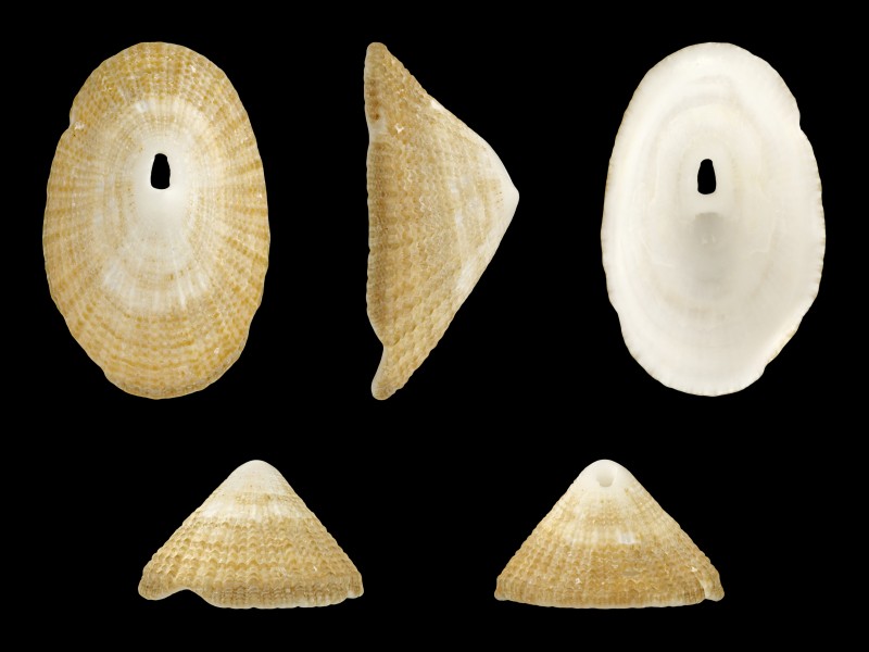 Diodora cayenensis 01