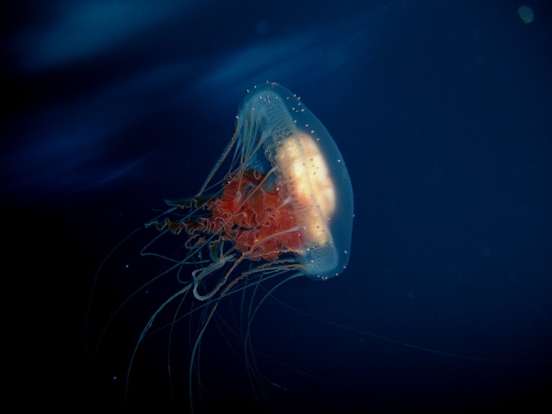 Diplulmaris antarctica 2