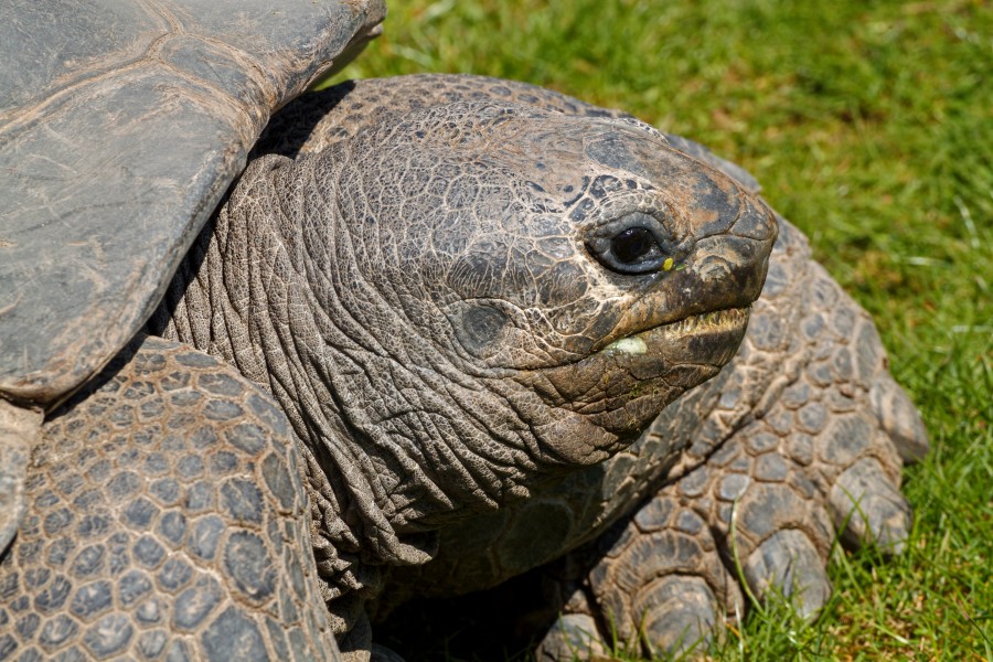 Dipsochelys dussumieri - Heidelberg
