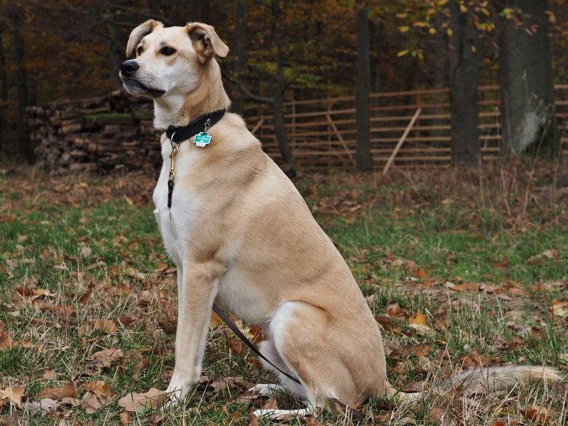 Dog-2016-11-a