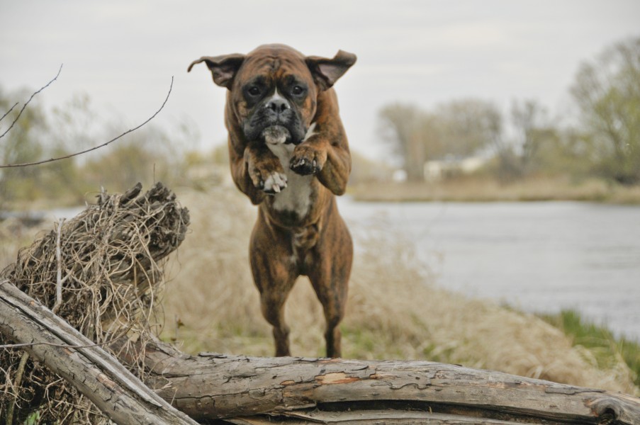 Dog-820554