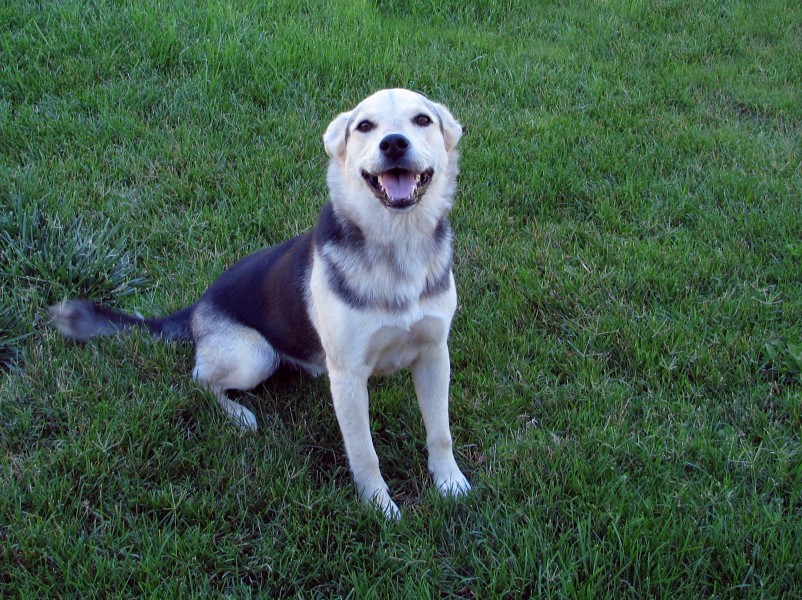 Dog Friend (2595637875)