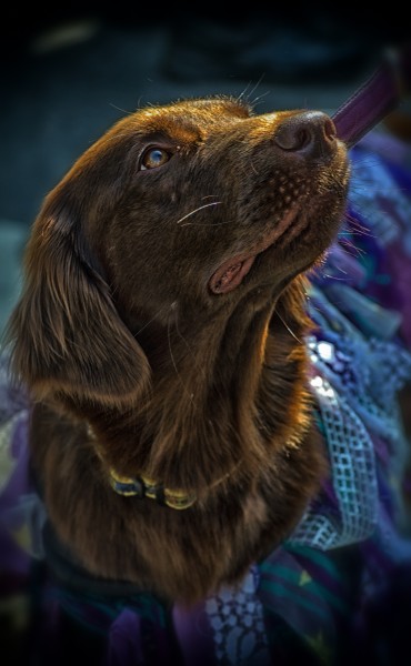 Dog in Fancy Dress - 'Jack in the Green' May Day Celebrations, Hastings, May 2014 (17358223262)