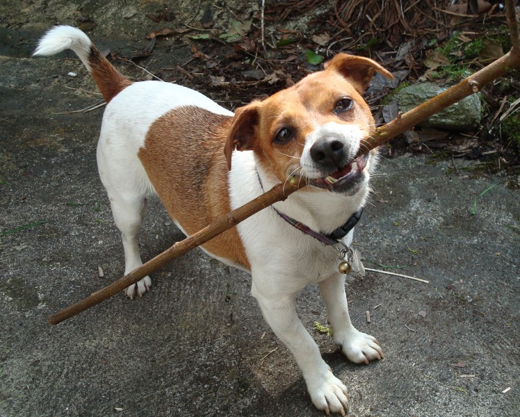 Dog on a Stick (2483492371)