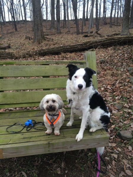 Doggie rest break (23884886880)