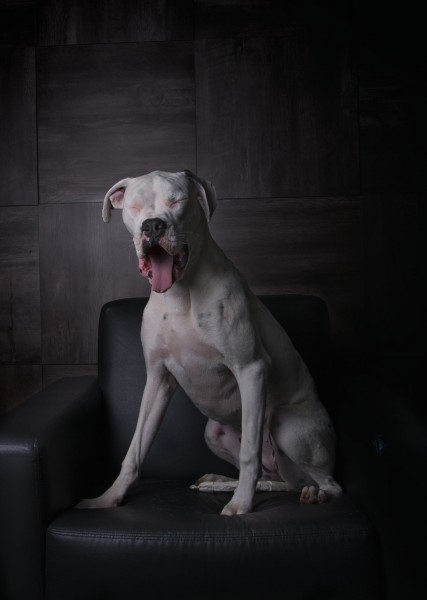 Dogue (15111992428)