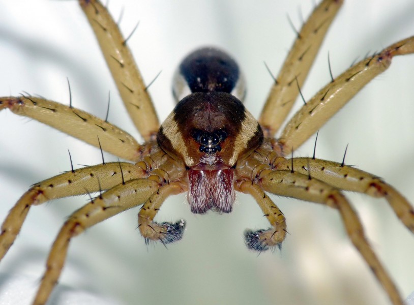Dolomedes fimbriatus 1