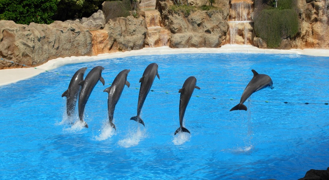 Dolphins at Loro Parque 09v2