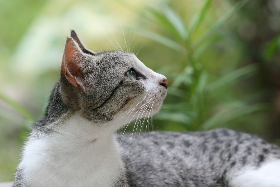 Domestic cat felis catus