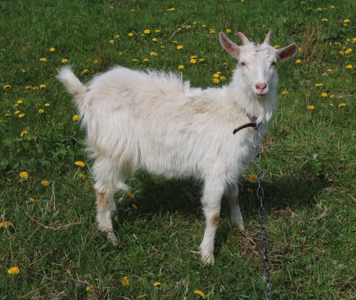 Domestic goat 2017 G1
