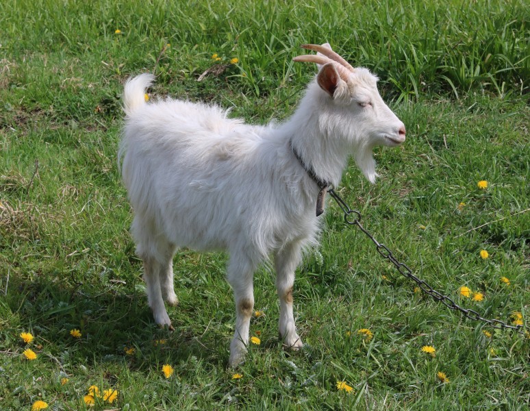 Domestic goat 2017 G4