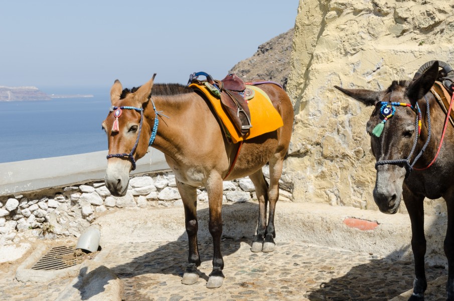 Donkey trail - Fira - Thira - to Mesa Gialos port - Santorini - Greece - 02