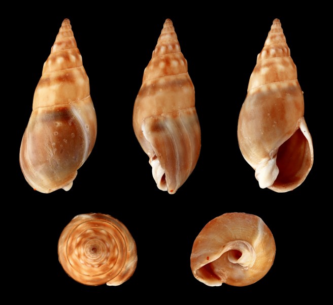 Dorsanum miran 01